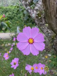 Cosmos bipinnatus image