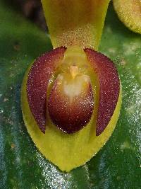 Pleurothallis cordata image