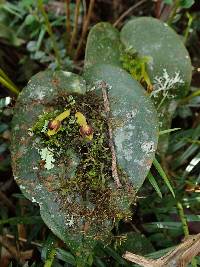 Pleurothallis cordata image