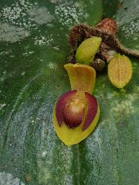 Pleurothallis cordata image