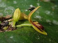 Pleurothallis cordata image