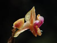 Lepanthes mariposa image