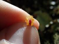 Lepanthes mariposa image