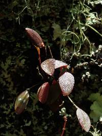 Lepanthes mariposa image