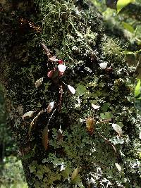 Lepanthes mariposa image