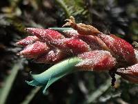 Puya parviflora image