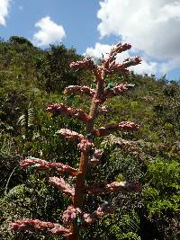 Puya parviflora image