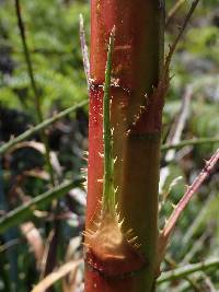 Puya parviflora image