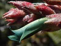 Puya parviflora image