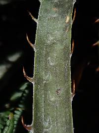 Puya parviflora image