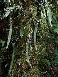 Pleurothallis portillae image