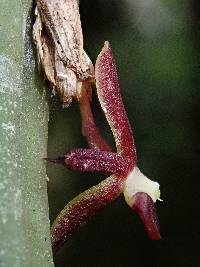 Pleurothallis portillae image