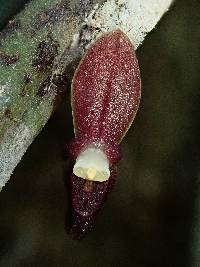 Pleurothallis portillae image