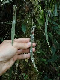 Pleurothallis portillae image