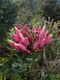 Bejaria resinosa image