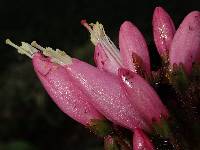 Bejaria resinosa image