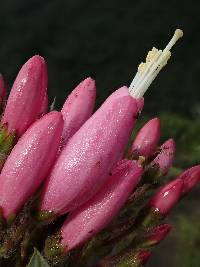 Bejaria resinosa image