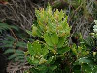 Bejaria resinosa image