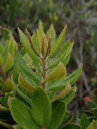 Bejaria resinosa image