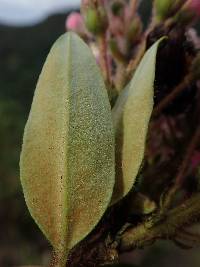 Bejaria resinosa image