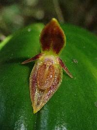 Pleurothallis coriacardia image