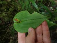 Pleurothallis coriacardia image