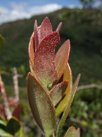 Macleania salapa image