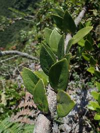 Macleania salapa image