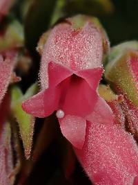 Macleania salapa image