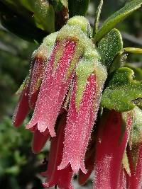 Macleania salapa image