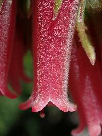 Macleania salapa image