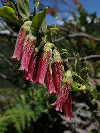 Macleania salapa image