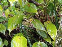 Pleurothallis coriacardia image