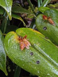 Pleurothallis coriacardia image