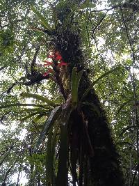 Guzmania gloriosa image