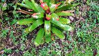 Guzmania gloriosa image