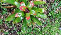 Guzmania gloriosa image