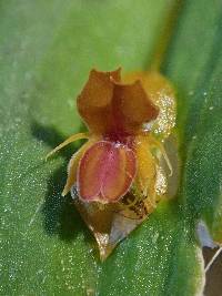 Lepanthes mucronata image