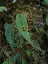 Lepanthes mucronata image