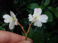 Begonia acerifolia image