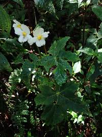 Begonia acerifolia image