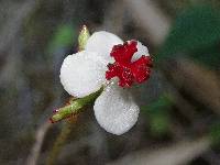 Begonia urticae image