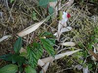 Begonia urticae image