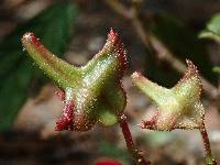 Begonia urticae image