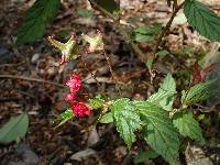 Begonia urticae image