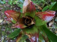 Guzmania gloriosa image