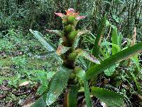 Guzmania gloriosa image