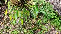 Pleurothallis coriacardia image