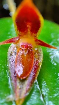 Pleurothallis coriacardia image