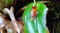 Pleurothallis coriacardia image